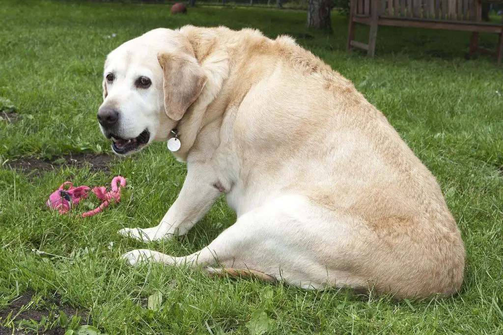 an overweight labrador retriever