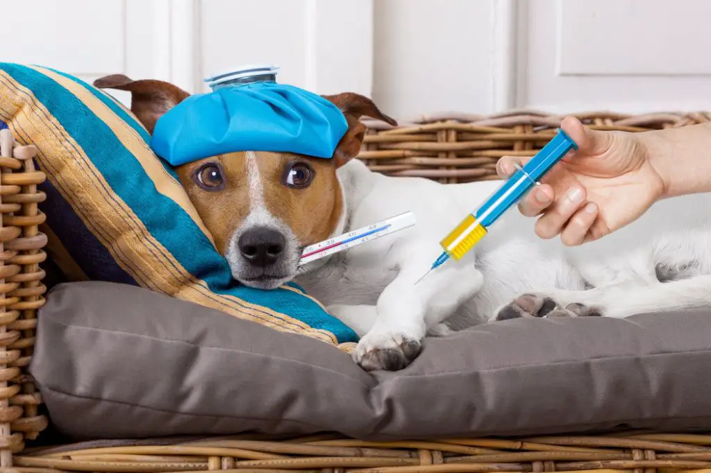 an owner applying a cool compress to help soothe their dog's swollen neck.