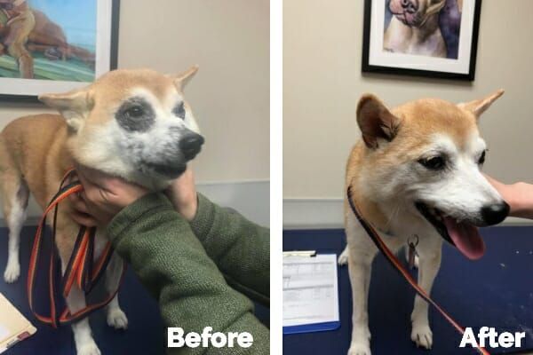 an owner giving an aging dog medication to manage their allergies