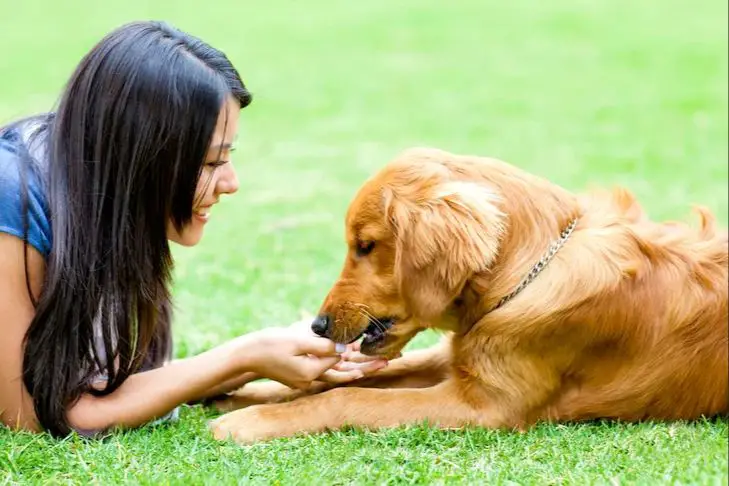 an owner giving treats to a dog for lying on its back