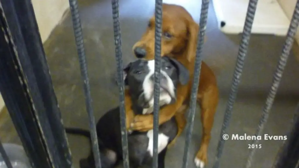 an owner hugging their dog one last time before humane euthanasia due to advanced lymphoma.