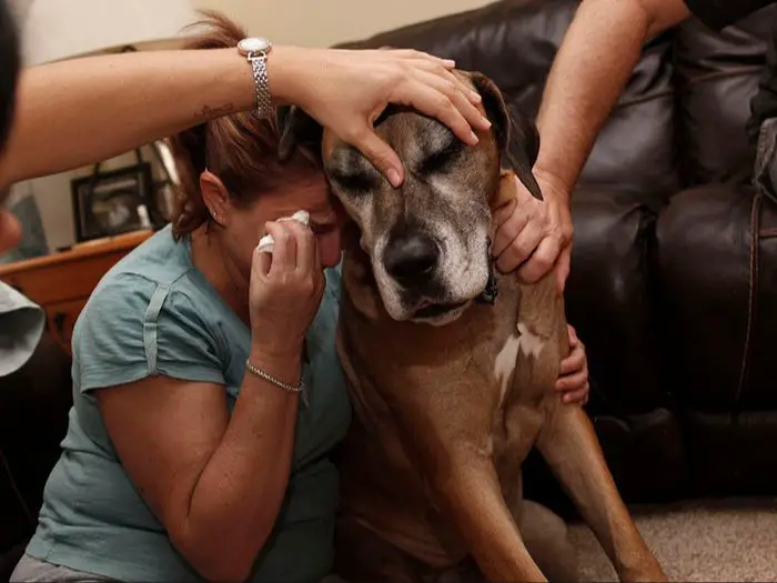 an owner looking at photos of their dog, remembering happy times.