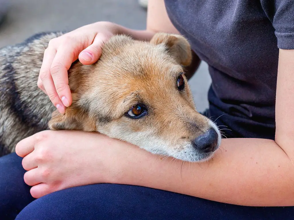 an owner making the difficult decision to euthanize their sick dog