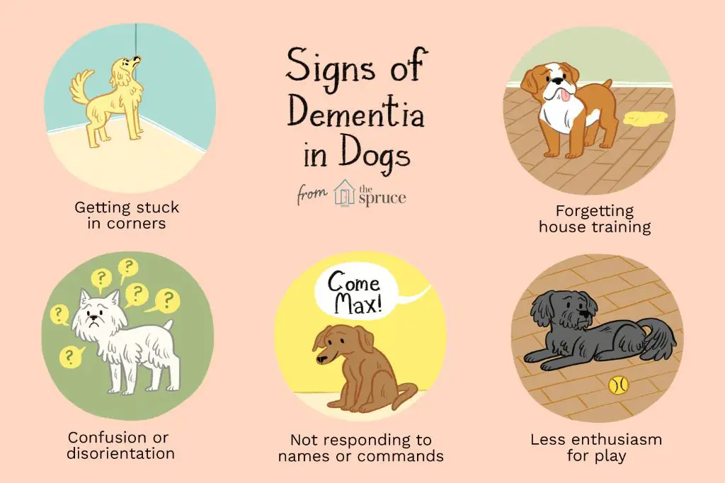 an owner noticing warning signs in their senior dog