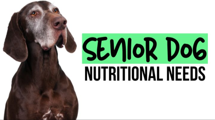 an owner providing quality care and nutrition for their senior dog