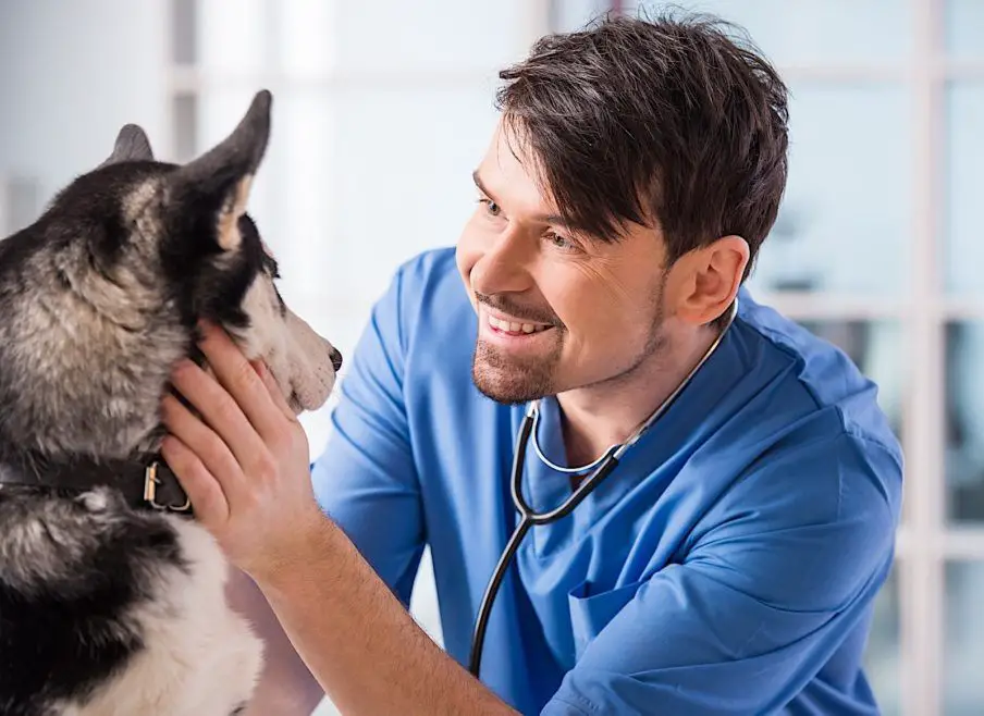 an owner taking their senior dog to the veterinarian