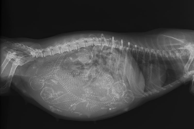 an ultrasound image shows no puppies present inside the female dog