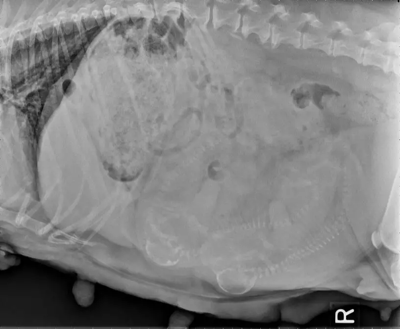 an ultrasound image shows puppy heartbeats and skeletal structures at 40 days.