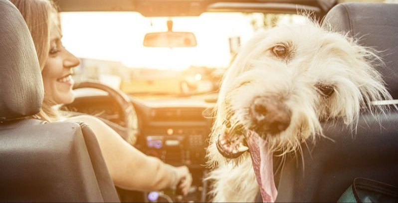 an unrestrained dog flying in a car crash