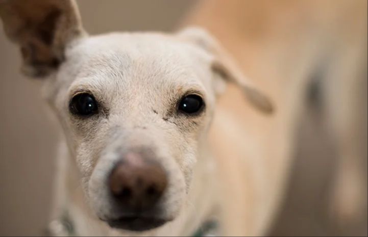 an unsocialized dog appearing aloof around people.