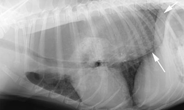 an x-ray image showing a dog's heart positioned on the right side of the chest cavity rather than the left side.