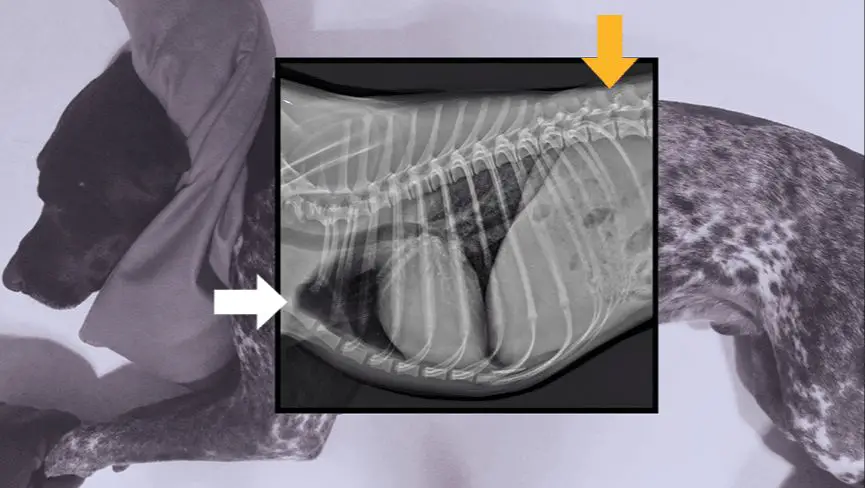 an x-ray image showing proper positioning of a dog's head and chest