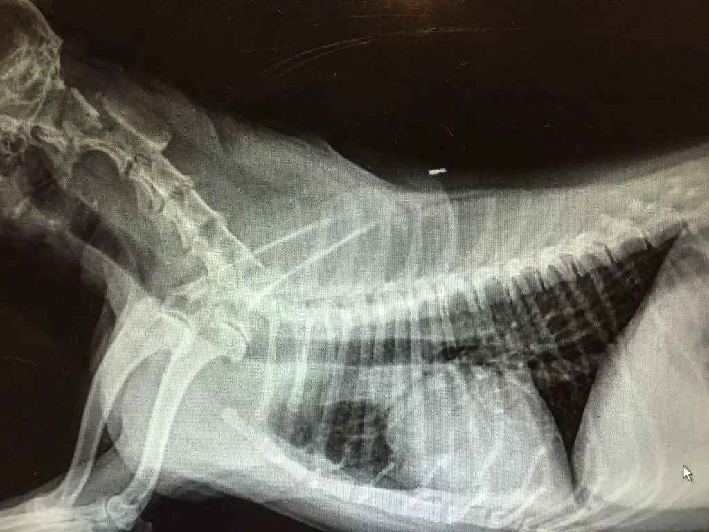 an x-ray showing a dog's collapsed trachea