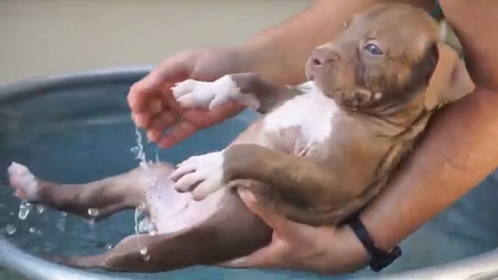 an xl bully dog being bathed