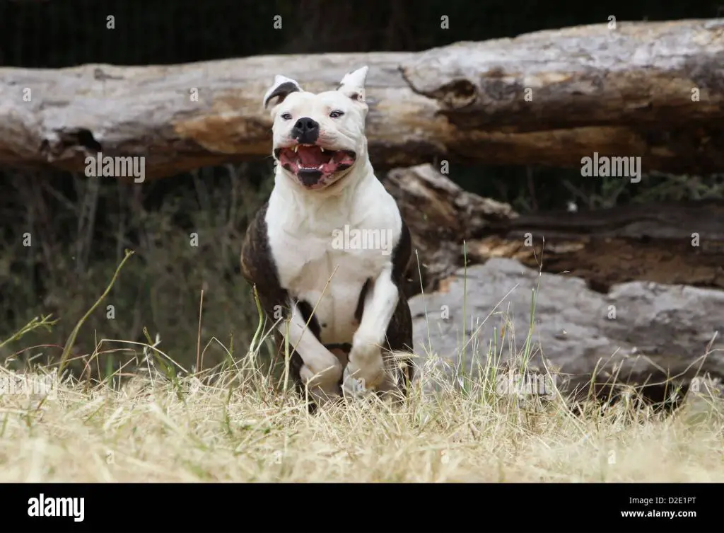 an xl bully dog running playfully outdoors