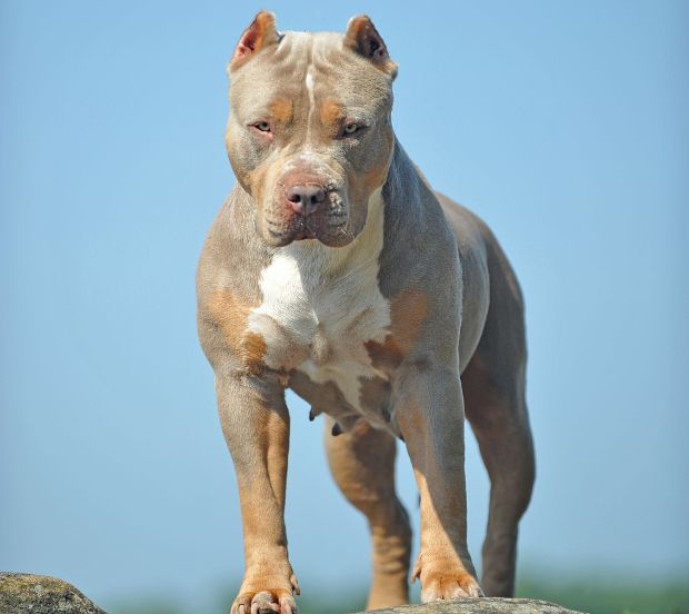 an xl bully dog standing proudly