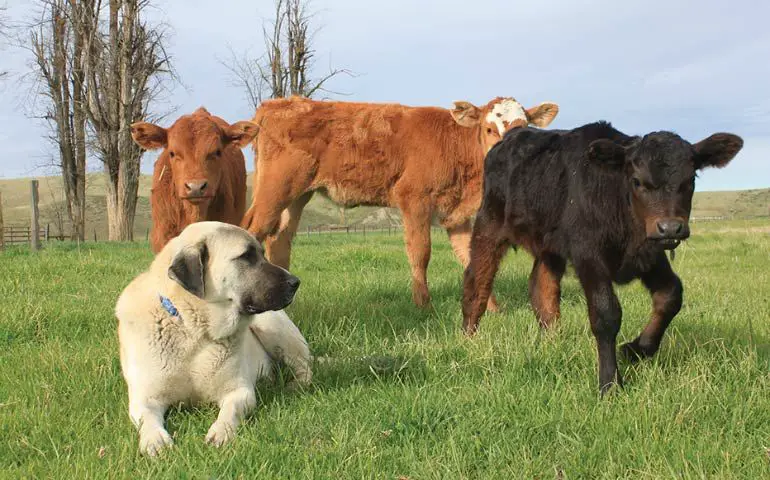 anatolian shepherd livestock guardian dog breed