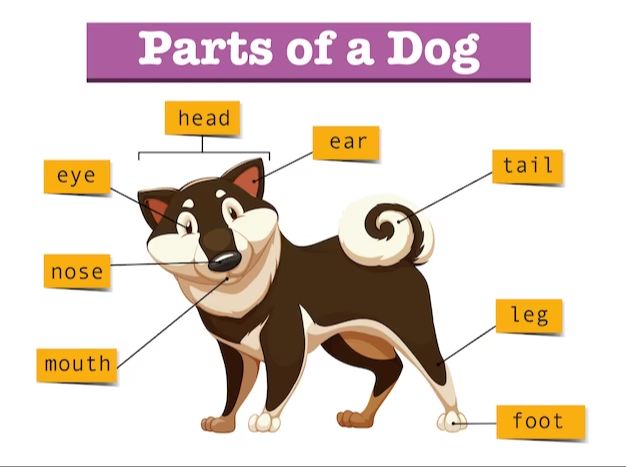 anatomy and features that characterize canines