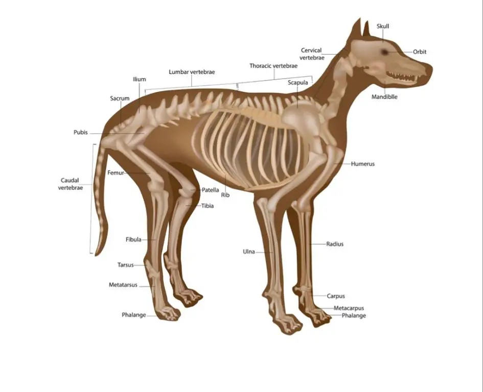 anatomy behind dog kick spot