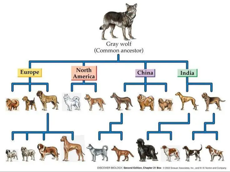 ancestry tree illustrating a dog's mixed breed ancestors