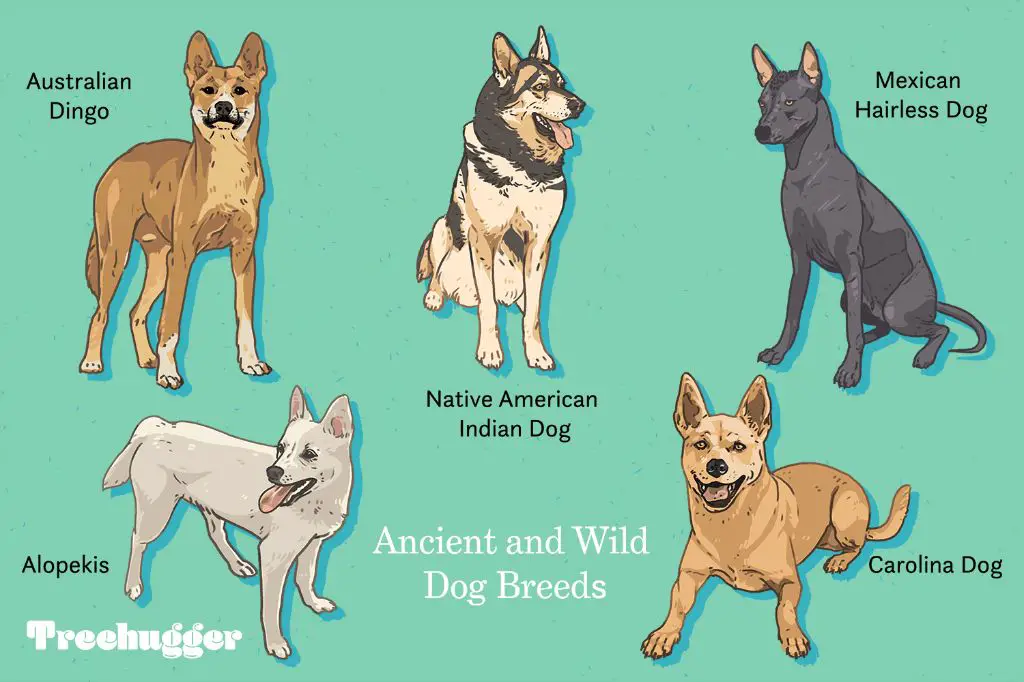 ancient dogs