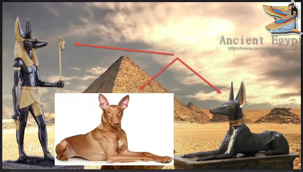 ancient egyptian hieroglyphic depicting a dog telling time