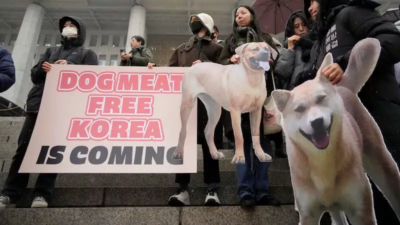 animal rights activists protesting against dog meat