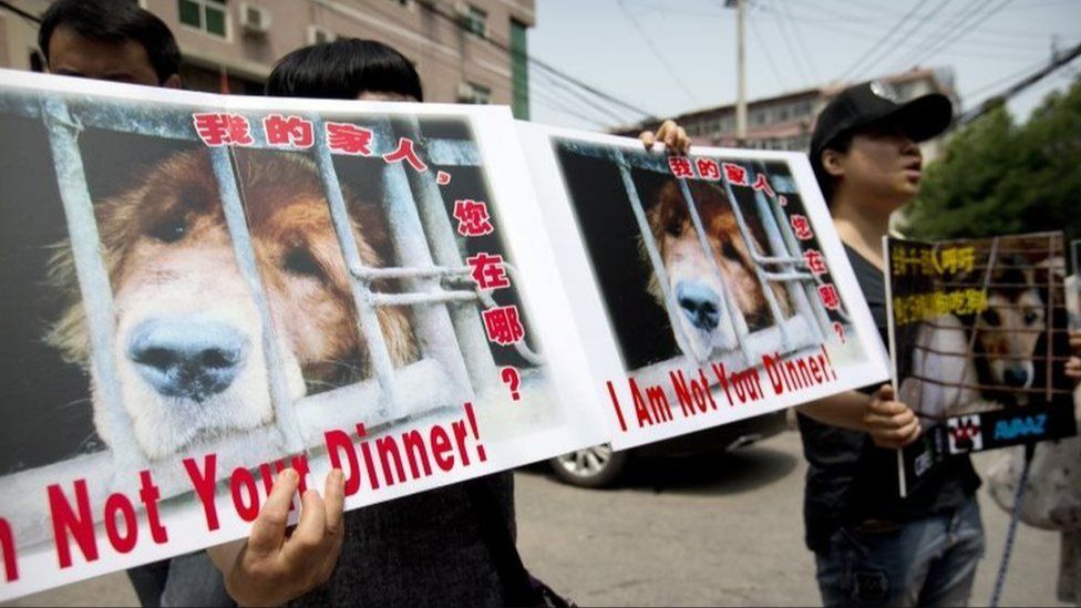 animal rights activists protesting yulin festival