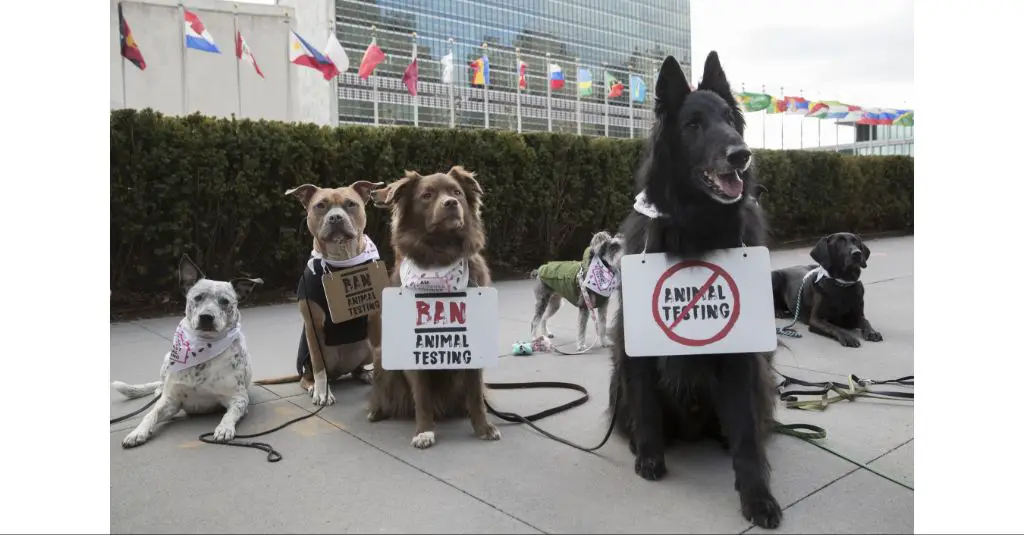 animal welfare protest