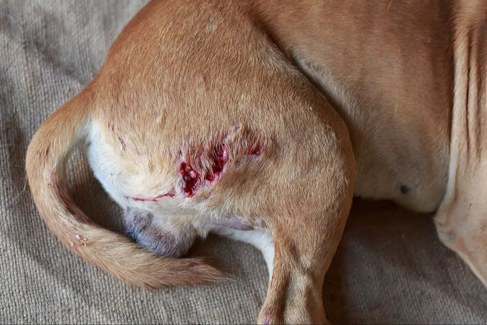 antibiotics treat infected dog scratches