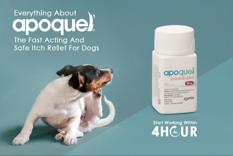 apoquel reducing allergy symptoms in dogs