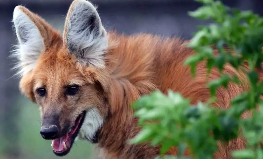 appearance of maned wolf