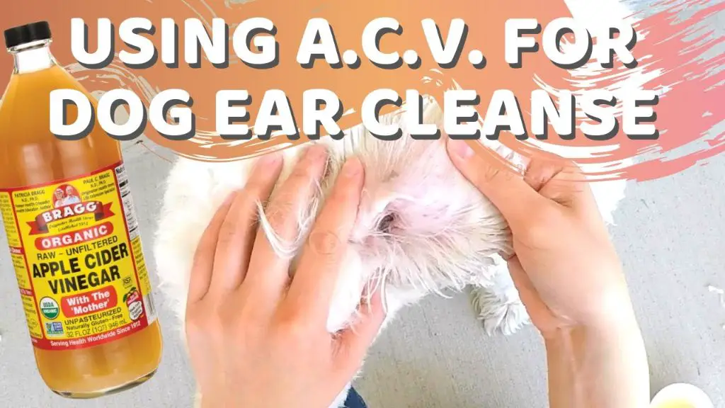 apple cider vinegar cleaning dog's ears