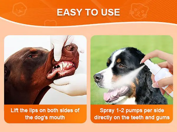 applying a dental spray into a dog's mouth