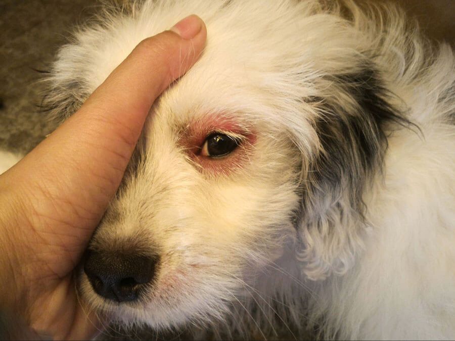 applying a warm compress to a dog's infected eye