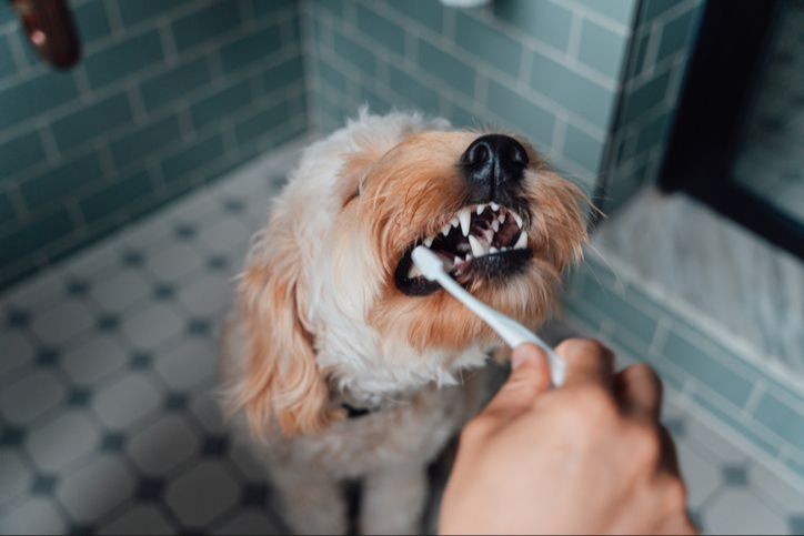 applying baking soda paste to dog's teeth