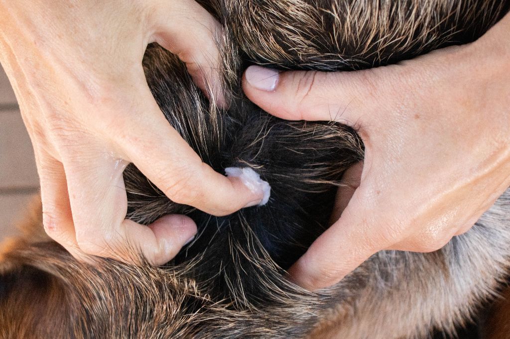 applying coconut oil to dog's fur