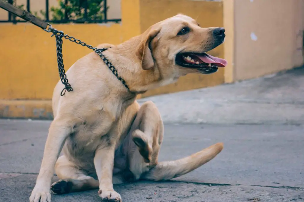 applying diatomaceous earth for fleas