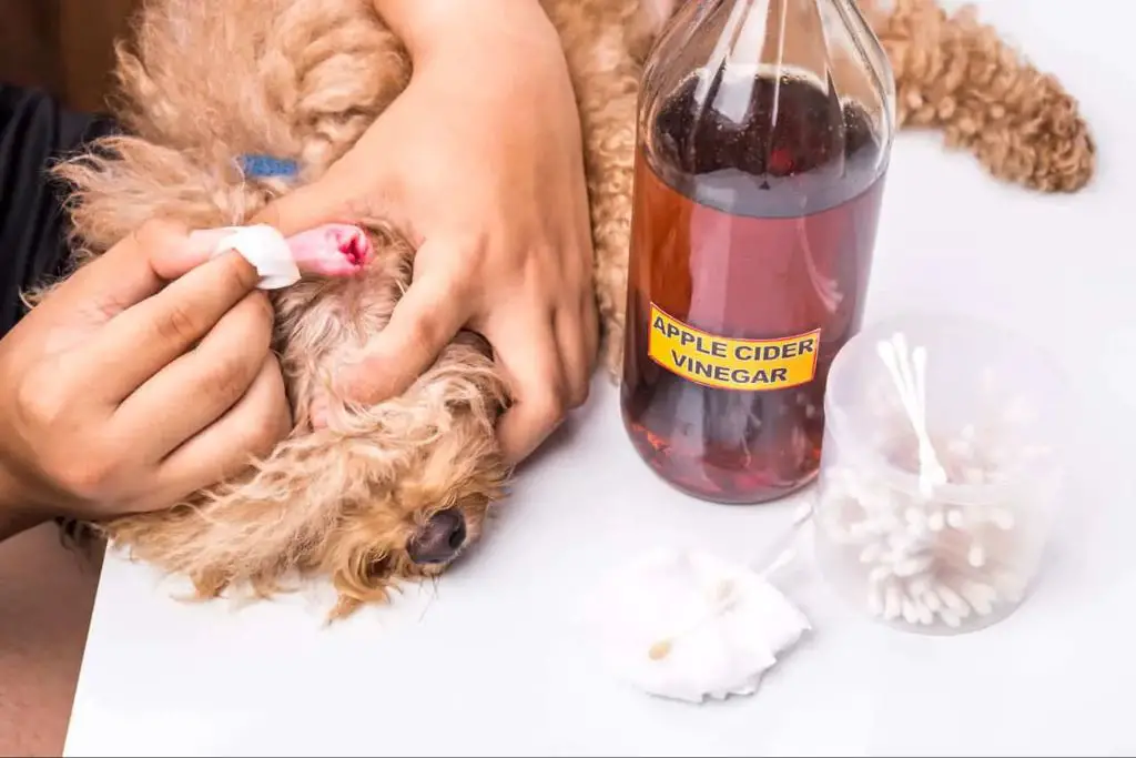 applying diluted vinegar spray on dog