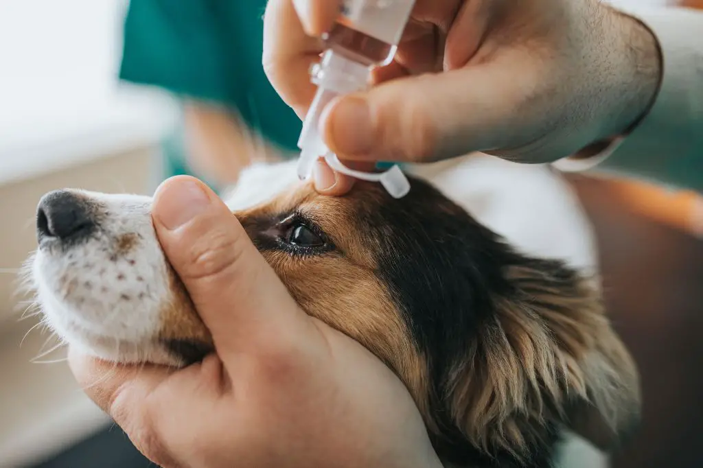 applying eye drops to a dog's eye