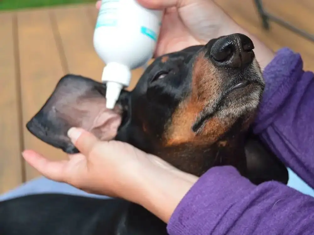 applying homemade ear wash to dog's ear.