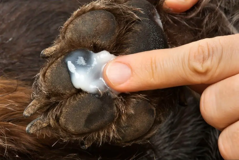 applying ointment between a dog's sore toes.