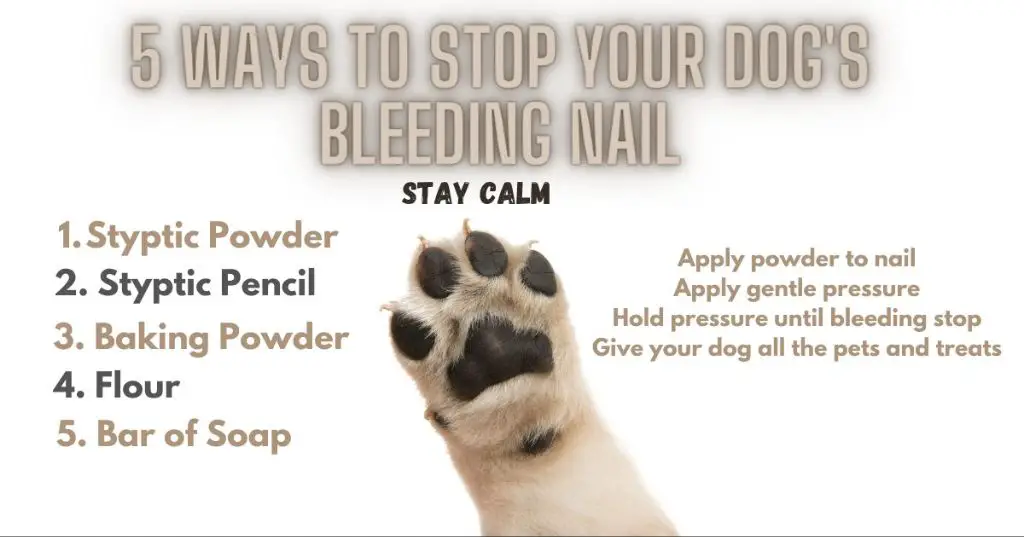 applying pressure to stop bleeding from a dog's nail.