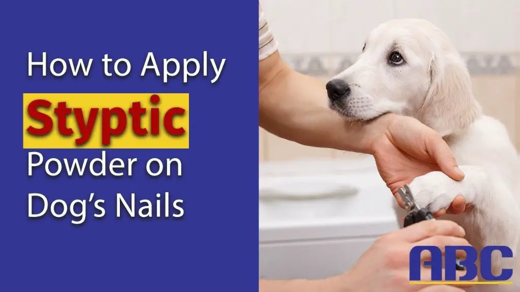 applying styptic powder to dog's nail