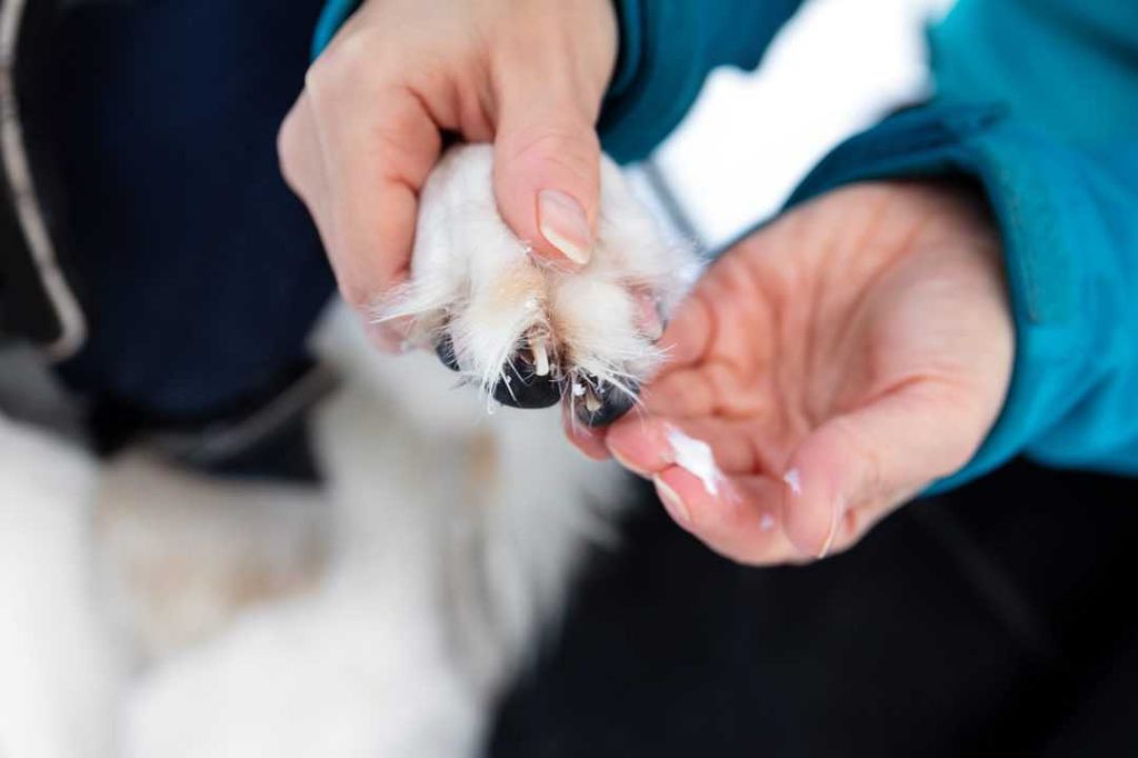 applying vaseline to a dog's nail injury