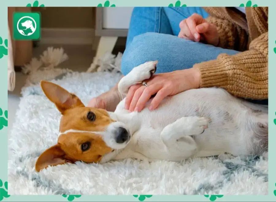 approaching the dog slowly to rub belly