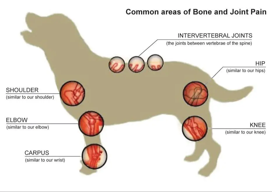 arthritis in a dog's leg joint