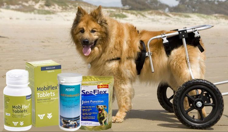 arthritis medications for dogs