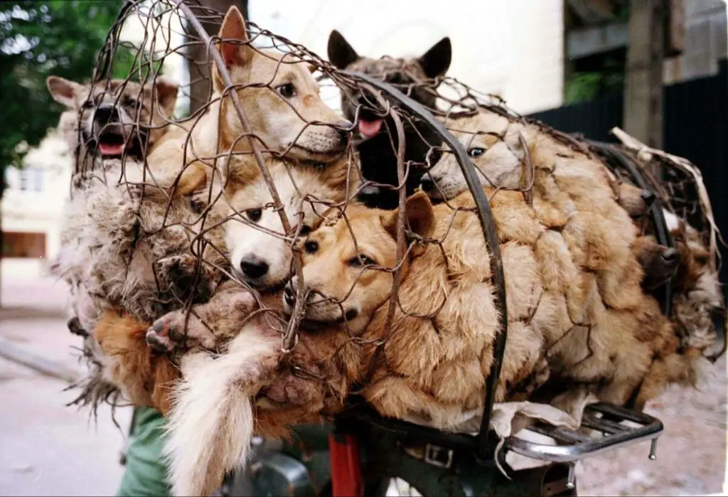 asian dog meat trade