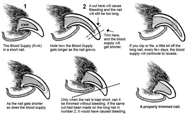 attach guides to prevent nicks when clipping